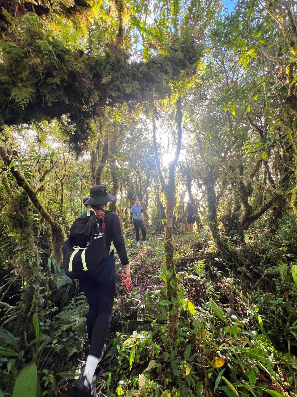 Hikers walking through a sunlit mossy forest
